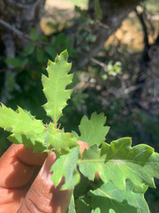 Quercus × alvordiana