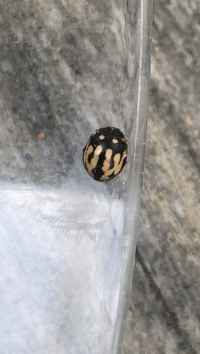 Cream-spotted Ladybird