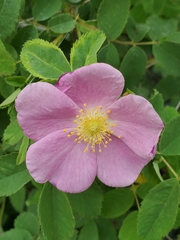 Rosa woodsii