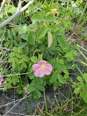 Rosa woodsii