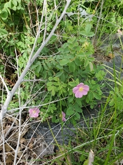 Rosa woodsii