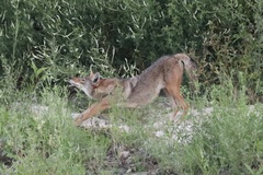 Canis latrans