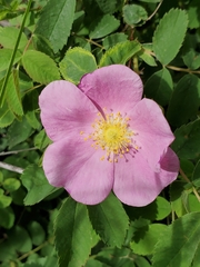 Rosa woodsii