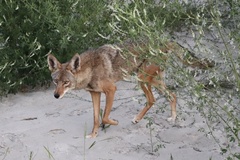 Canis latrans