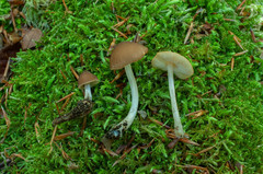 Pluteus phlebophorus