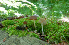 Pluteus phlebophorus