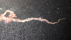 Masticophis flagellum