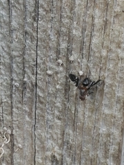 Delphinia picta