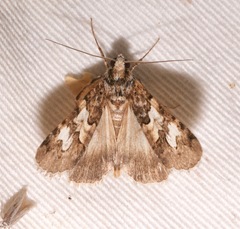 Drasteria sabulosa