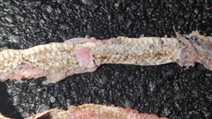 Masticophis flagellum