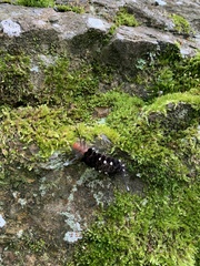 Gymnelia