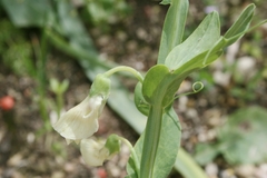 Lathyrus ochrus