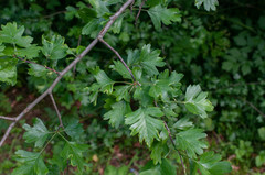 Phyllocoptes goniothorax