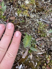 Pedicularis capitata