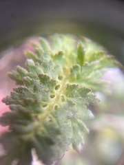 Pedicularis capitata