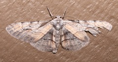 Stenoporpia macdunnoughi