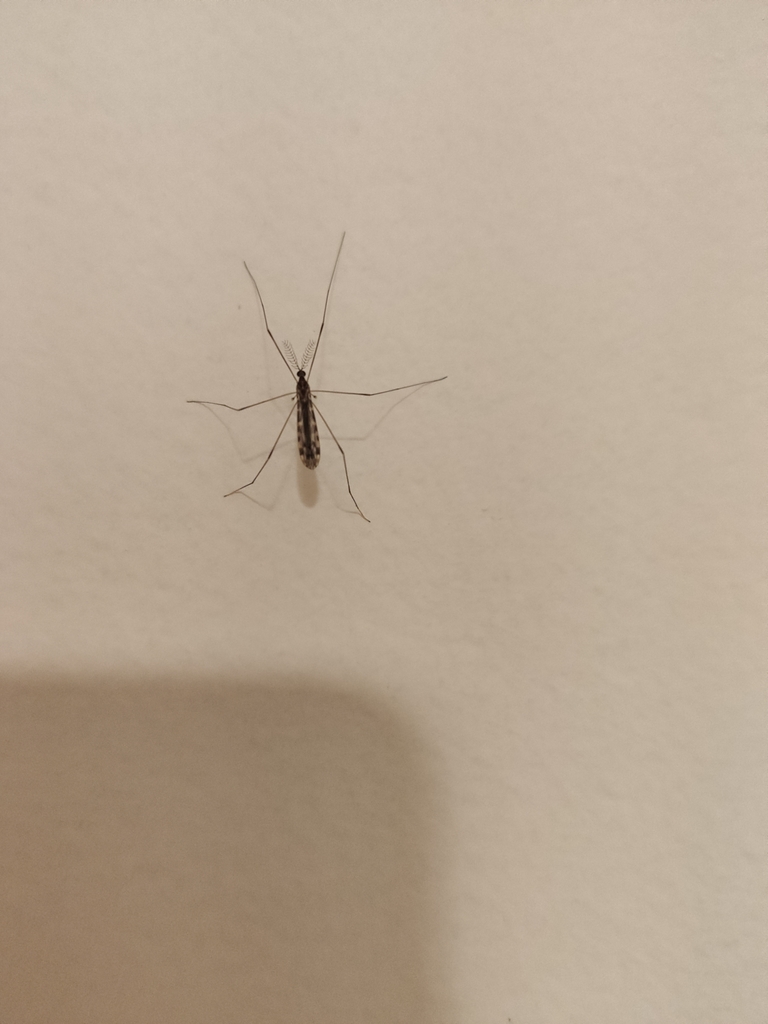 Rhipidia bruchiana