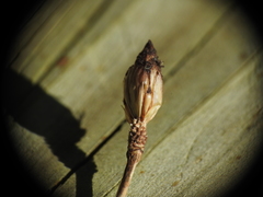 Fimbristylis tetragona