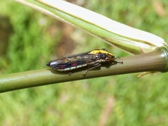 Phera centrolineata