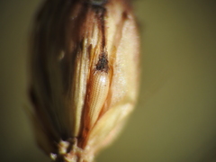 Fimbristylis tetragona