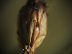 Fimbristylis tetragona