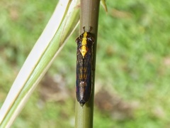 Phera centrolineata
