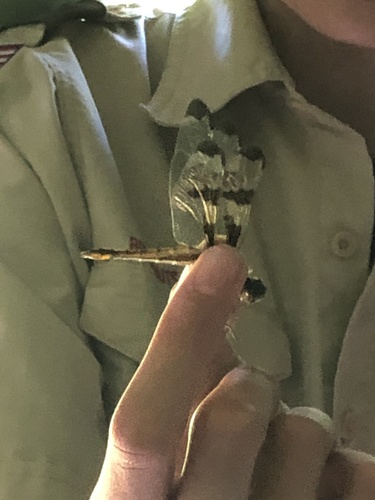 Twelve-spotted Skimmer photographed in Nebraska