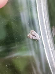 Pseudopostega crepusculella