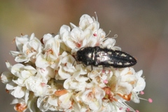 Acmaeodera retifera
