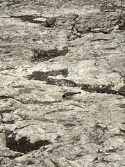 Junco hyemalis shufeldti