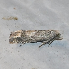 Epiblema minutana