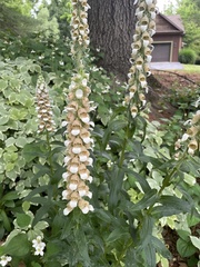 Digitalis lanata