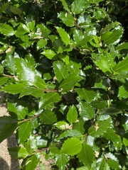 Osmanthus heterophyllus