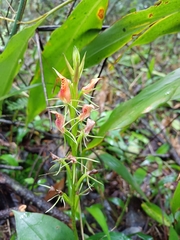 Cryptostylis arachnites