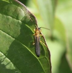 Oberea tripunctata
