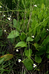 Alisma triviale