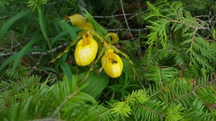Cypripedium parviflorum pubescens