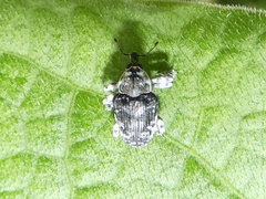 Peridinetus ecuadoricus