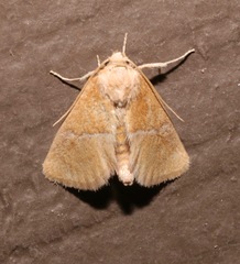 Apoda latomia