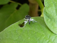 Peridinetus ecuadoricus