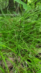Equisetum
