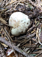 Russula stricklandiorum