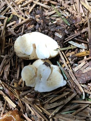 Russula stricklandiorum