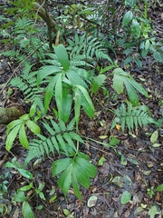 Cephalantheropsis obcordata