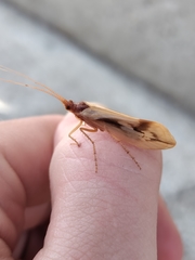 Platycentropus radiatus