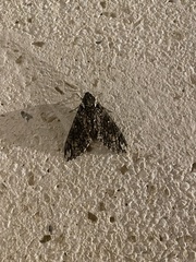 Agrius cingulata