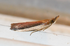 Peoria roseotinctella