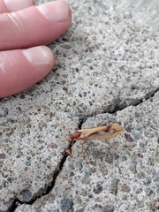 Platycentropus radiatus