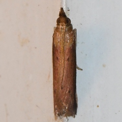 Peoria roseotinctella