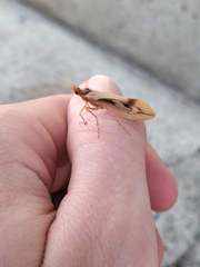 Platycentropus radiatus